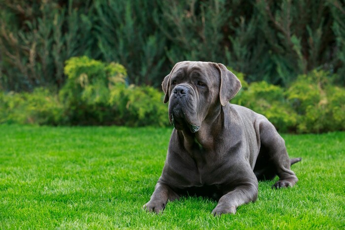 The defendant took in the Cane Corso "Cheko" (symbolic image).
