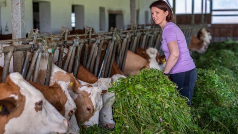 Landesrätin Michaela Langer-Weninger legt Hand an im Kuhstall (Bild: agrarfoto.com)