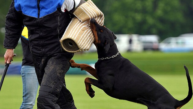 Das Training von Hunden zum Angriffsverhalten soll für Privatpersonen künftig verboten werden - so zumindest die Forderung! (Bild: dpa/dpa-Zentralbild/Z5533 Hendrik Schmidt (Symbolbild))