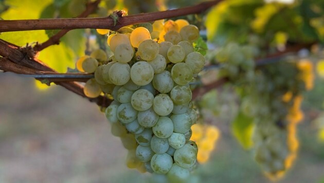 Beim Weingut Triebaumer und beim Weingut Gober & Freinbichler wird die selektive Handlese groß geschrieben. Nach rund fünf Wochen konnten sie die diesjährige Weinlese letzten Mittwoch erfolgreich abschließen. Das Weingut Reichardt und das Weingut Hillinger sprechen sich hingegen für den Fortschritt aus und erfreuen sich ebenfalls einer guten Lese. (Bild: zVg.)