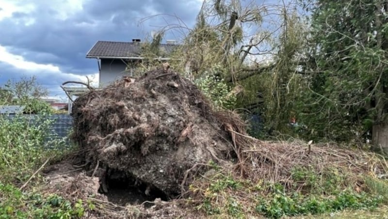 Der Föhnsturm hinterließ auch in Vorarlberg eine Spur der Verwüstung. (Bild: Hofmeister)