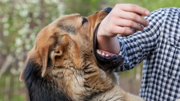 Wie fest beißen Hunde eigentlich zu? (Bild: Dimid - stock.adobe.com)