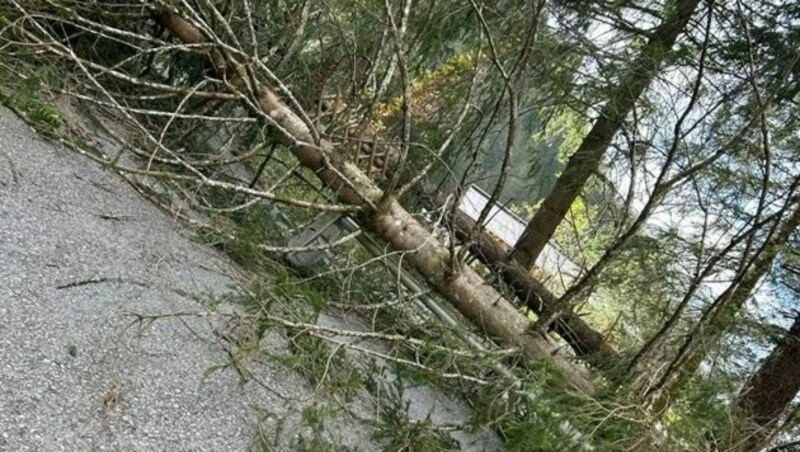 Baum fiel auf Straße in Bad Gastein (Bild: FF Bad Gastein)