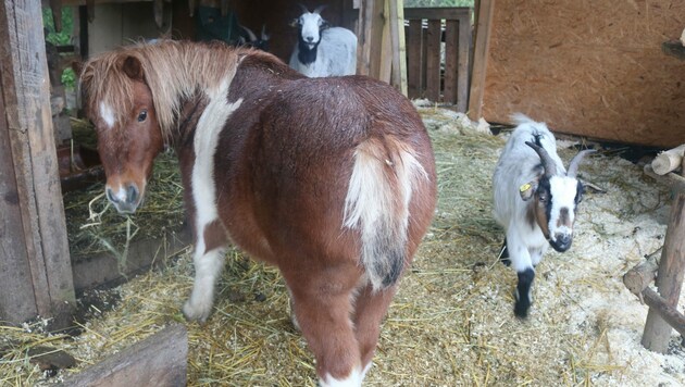 Ponyhengst „Alf“ ist nicht gerade glücklich über seinen Verlust.