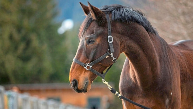 "Se hace mucho ruido cuando cargas caballos", dice el granjero. (Bild: Österreichischer Tierschutzverein)