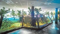 Die regelmäßigen Investitionen des Haus des Meeres - wie die Mangrovenaquarien - kommen bei den Besuchern an. (Bild: Dominik Moser)