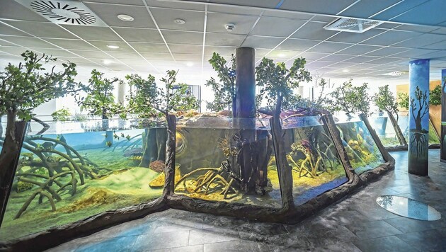 Die regelmäßigen Investitionen des Haus des Meeres - wie die Mangrovenaquarien - kommen bei den Besuchern an. (Bild: Dominik Moser)