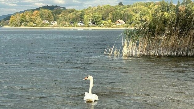 Der dicke Kropf am Hals ist Anglerblei, das sich festgewachsen hat. (Bild: Pfotenhilfe Lochen)