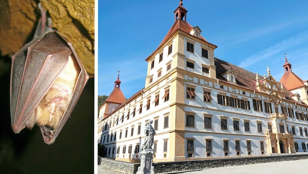 Wird die Große Hufeisennase im Schloss Eggenberg ausreichend geschützt? (Bild: Christian Jauschowetz/Oliver Gebhardt)