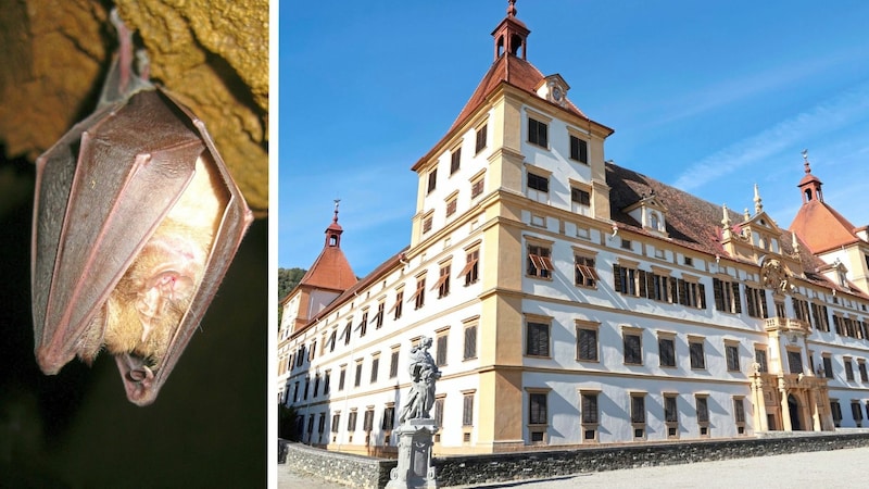 Die Große Hufeisennase ist im Schloss Eggenberg (Bild: Christian Jauschowetz/Oliver Gebhardt)