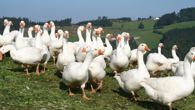 Heuer kommen Kärntner Gänse auf dem Markt, weil Billigware aus dem Osten fehlt.