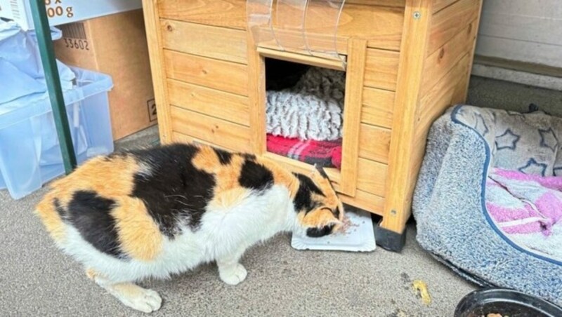 Bei den Containern wurde ein Katzenhäuschen samt Schlafplatz eingerichtet. (Bild: Christian Schulter)
