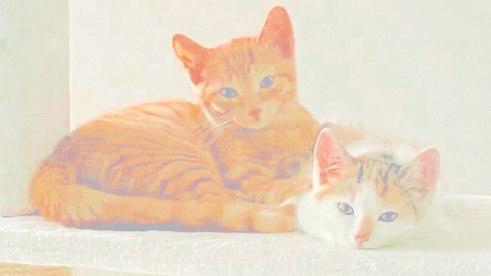 Die vermisste „Lilly“ (rechts) mit Schwesterchen „Lola“.