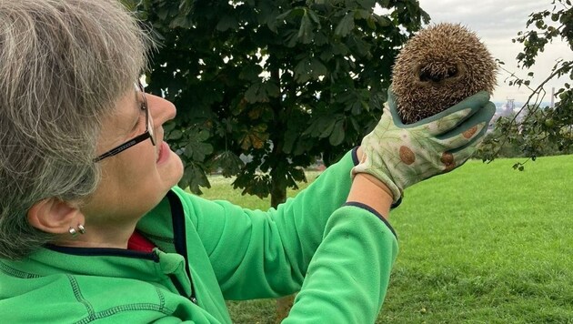 Ulrike Aglas von der Igelhilfe Steyregg mit einem ihrer Schützling.