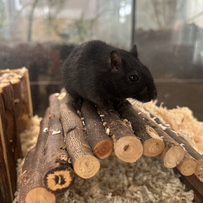 Wüstenrennmaus Cooper