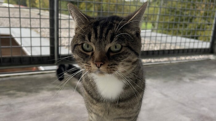 Der neugierige Kater Stitch.