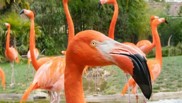 Der Kubaflamingo oder auch Roter Flamingo ist in Mittel- und Südamerika beheimatet. (Bild: DANIEL ZUPANC)