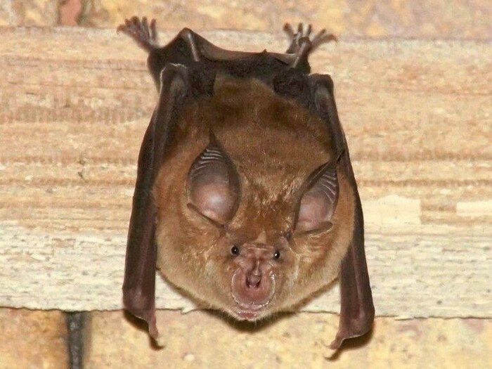 Nur noch fünf Fledermaus-Junge wurden heuer im Schloss Eggenberg gezählt.