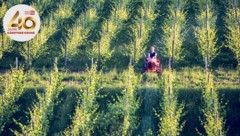 Vor 18 Jahren wurde das Weingut Karnburg im Norden Klagenfurts gegründet. (Bild: Elias Jerusalem)