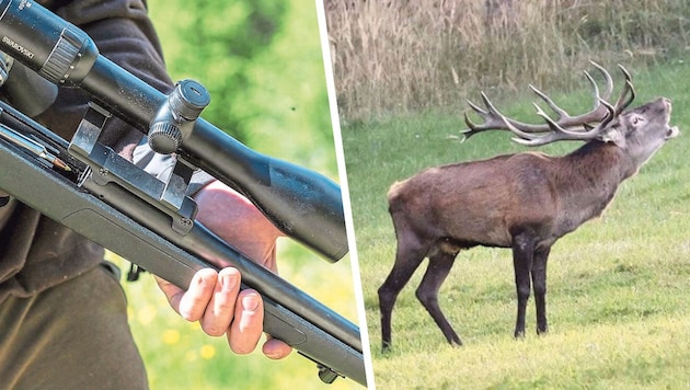 Ein Nachtbar lockte Hirsch „Franzi“ an eine Futterkrippe und knallte ihn eiskalt ab.