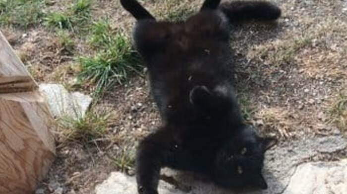 Wer schenkt dem schwarzen Kater ein schönes Heim?