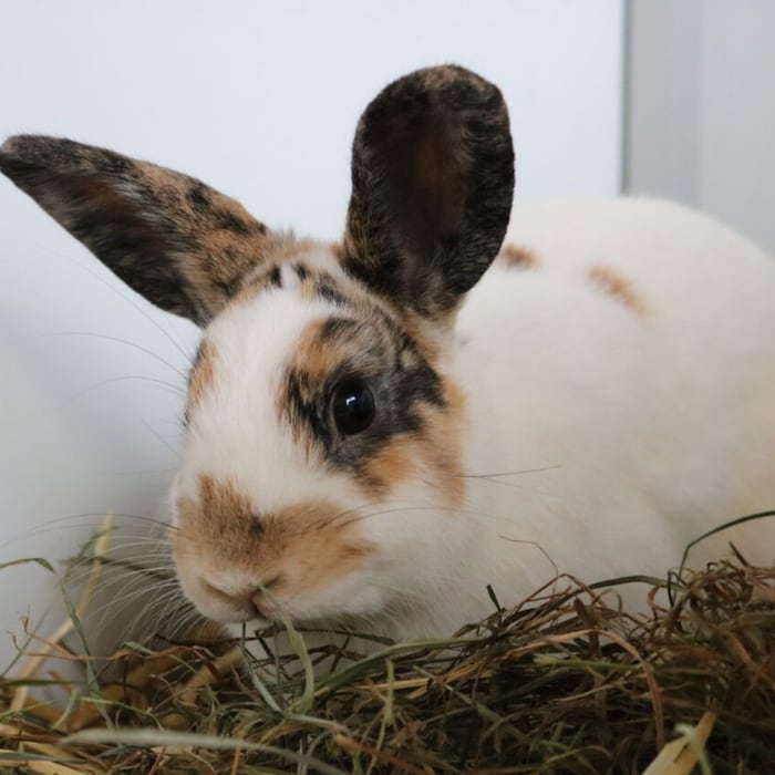 Entspanntes Kaninchen sucht Heim mit vielen Streicheleinheiten.
