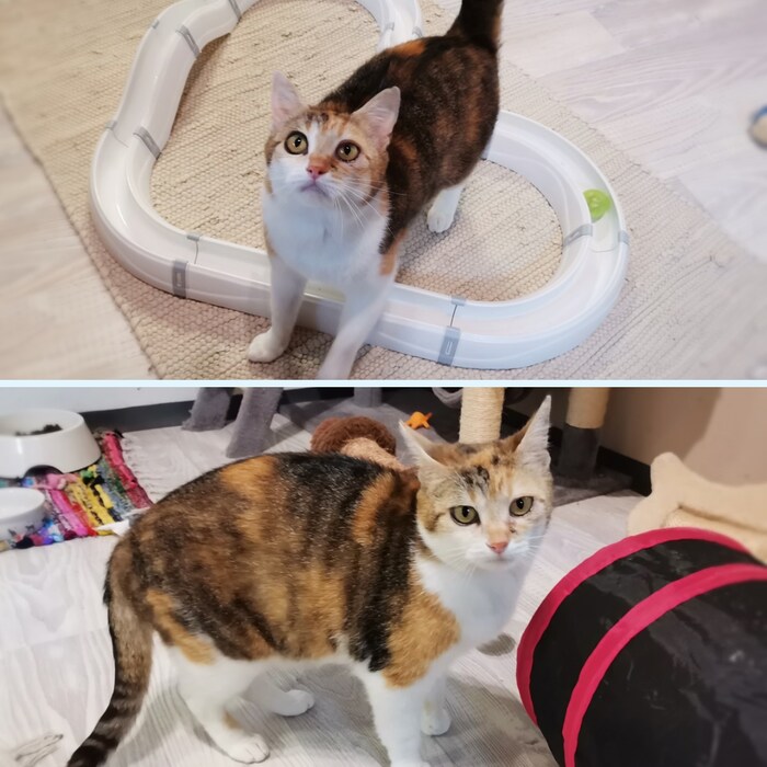 „Dori“ wünscht sich ein Plätzchen in einer ländlichen Gegend.