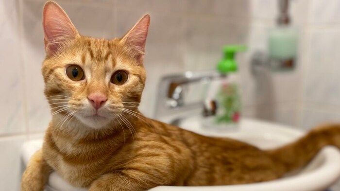 Der kleine Kuscheltiger ist abgängig.