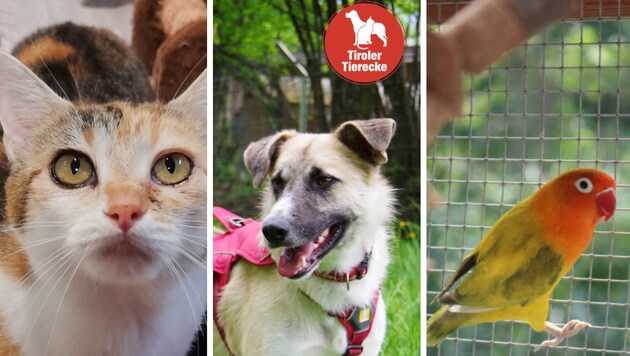 Auch Katzen und ein Hund wünschen sich ein neues Zuhause.