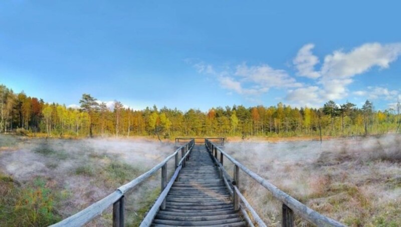 ... bis zum Hochmoor Heidenreichstein (Bild: Horst Dolak)