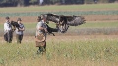 Monika Hiebeler mit ihrem Adler - er kommt auch auf die leere Hand, was großes Vertrauen beweist. (Bild: Jeffrey Schuster)