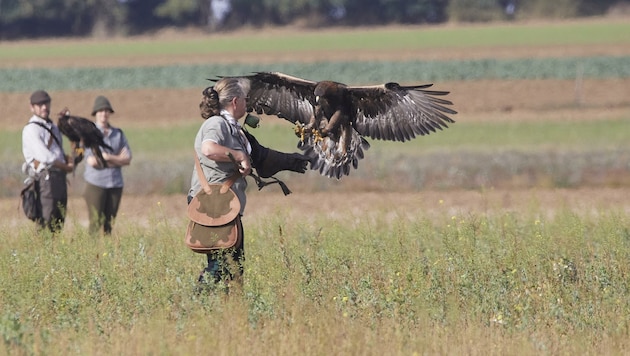 Monika Hiebeler mit ihrem Adler - er kommt auch auf die leere Hand, was großes Vertrauen beweist. (Bild: Jeffrey Schuster)