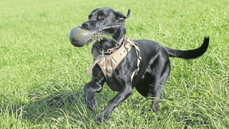 Immer auf Achse: Der Labrador aus Hof hat schon seinen eigenen Kopf, liebt es aber, die ihm gestellten Aufgaben zu erfüllen. (Bild: Tschepp Markus)