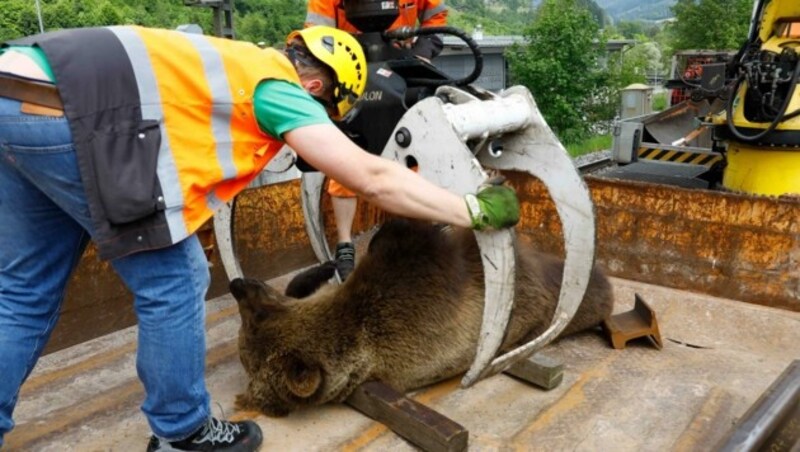 Mit einem Kran konnten ÖBB-Techniker den etwa 100 Kilo schweren Bären von den Gleisen bei Schwarzach bergen. (Bild: Gerhard Schiel)