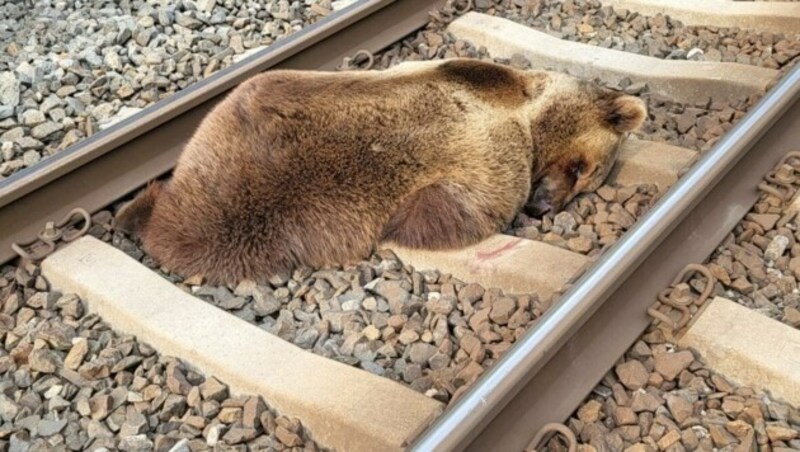 Tot lag der Braunbär am 23. Mai 2023 auf den Gleisen zwischen Lend und Schwarzach. Doch trotz seines jähen Endes wird sein Körper weiter verwendet. (Bild: UNBEKANNT)