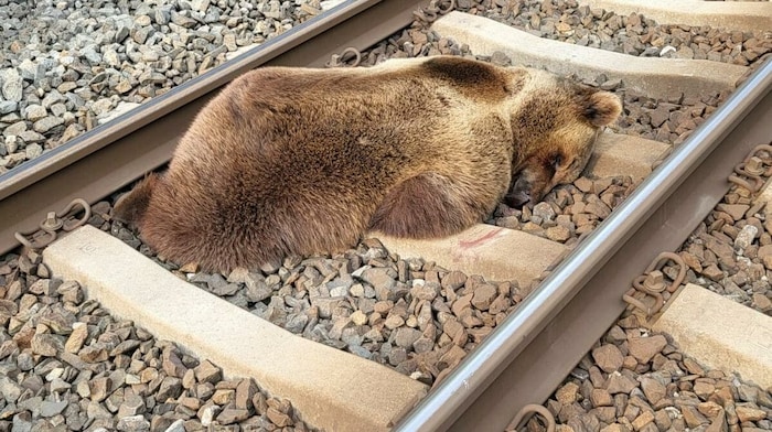 Tot lag der Braunbär am 23. Mai 2023 auf den Gleisen zwischen Lend und Schwarzach. Doch trotz ...