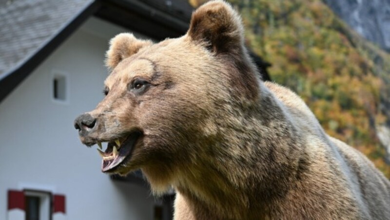 Der Bär erhielt im Zuge der Wiederherstellung eine neue Pfote und einen Schädelknochen. (Bild: Salzburger Jägerschaft)