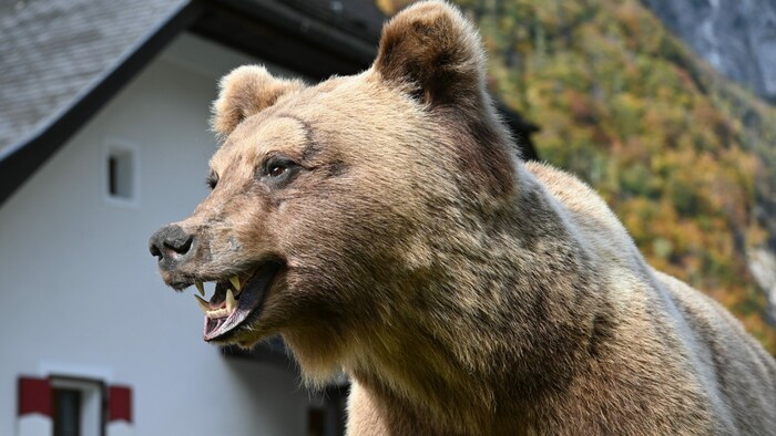 Der Bär erhielt im Zuge der Wiederherstellung eine neue Pfote und einen Schädelknochen.