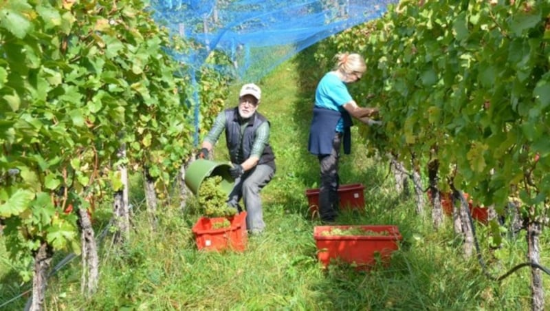 Freiwillige Erntehelfer wie Lisi und Karl - hier auf der Traumlage über Walchenbach - sind auch für die Flürs unverzichtbar. (Bild: Daum Hubert)