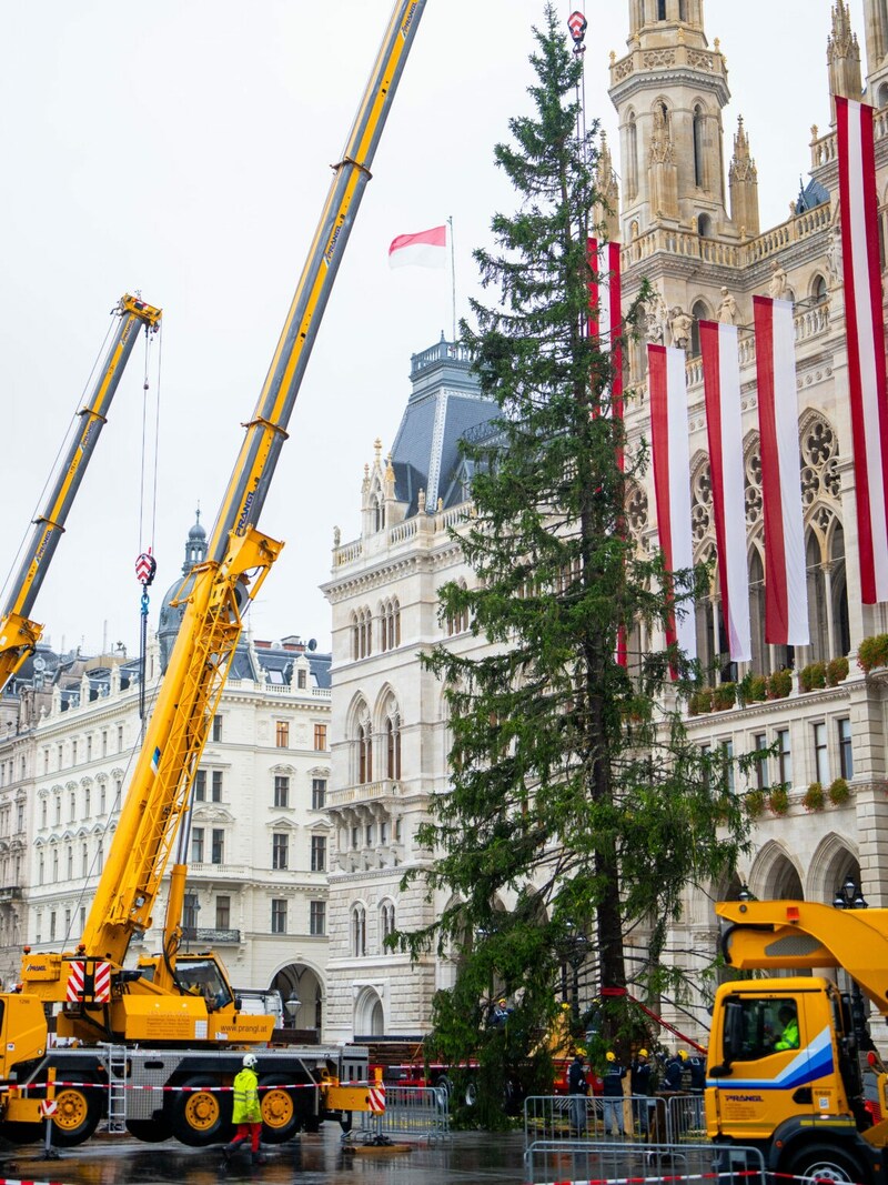Die Wiener Stadtgärtner werden die Fichte noch aufhübschen. (Bild: APA/GEORG HOCHMUTH)