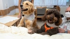 Lichtblick auf der Palliativ-Station: Honey, ein Golden Retriever und Coffee, ein französischer ...