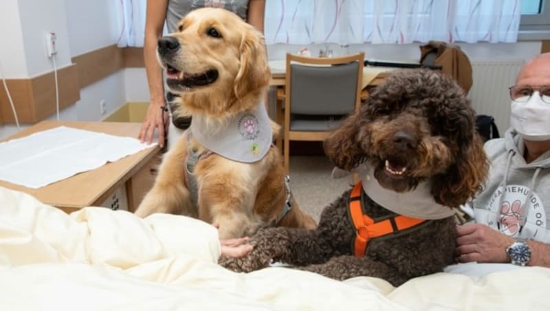 Therapiehunde sind auch auf einer Palliativstation. (Bild: Ordensklinikum Linz)