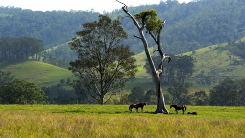 Angaben zufolge leben heute bis zu 400.000 Brumbys in Australien. (Bild: SandroRossiImagery - stock.adobe.com)