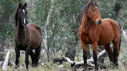 Bei den Brumbys handelt es sich um ursprünglich domestizierte Pferde, die zur Zeit der Kolonialisierung Australiens im 18. Jahrhundert aus Europa eingeführt wurden. (Bild: Deb - stock.adobe.com)