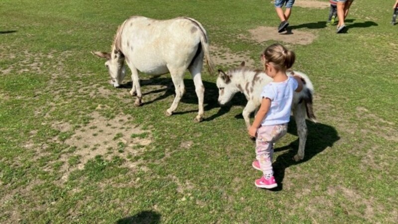 Wer im Maltatal unterwegs ist, sollte den Fohlen im Eselpark einen Besuch abstatten. (Bild: Elisabeth Nachbar)