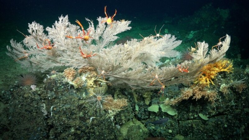 (Bild: Schmidt Ocean Institute)