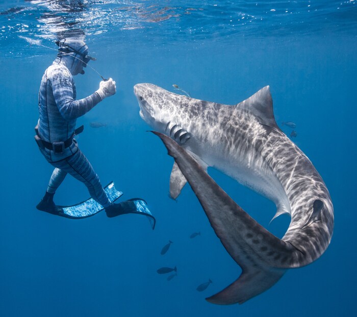 Der Freediver Pierrick Seybald interagiert vor Tahiti mit einem Hai (Bild aus dem Jahr 2019).