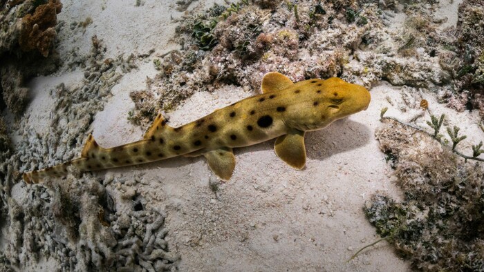 Epaulettenhai
