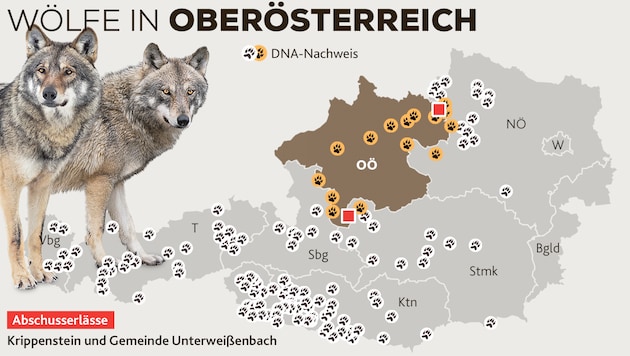 Diese aktuelle Karte zeigt, wo derzeit Wölfe nachgewiesen sind (Bild: Land OÖ. stock.adobe.com, Krone KREATIV)