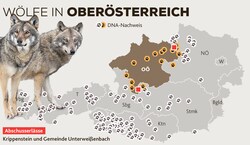 Diese aktuelle Karte zeigt, wo derzeit Wölfe nachgewiesen sind (Bild: Land OÖ. stock.adobe.com, Krone KREATIV)